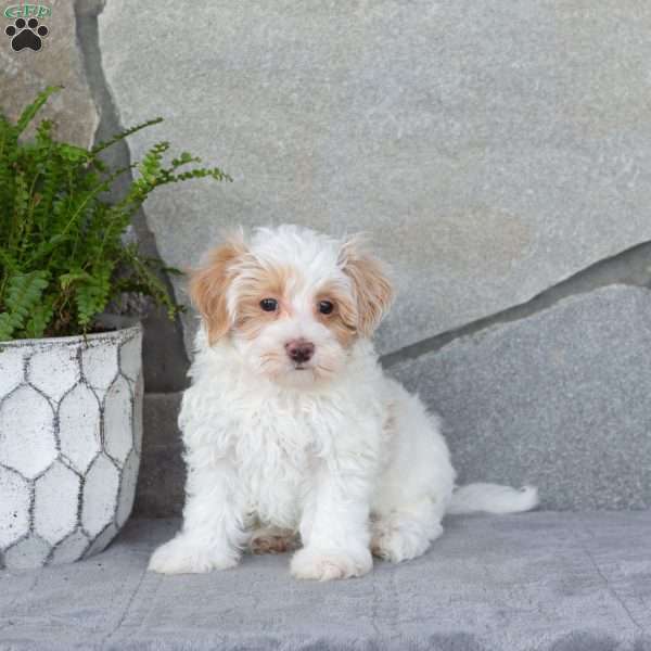 Ellis, Maltipoo Puppy